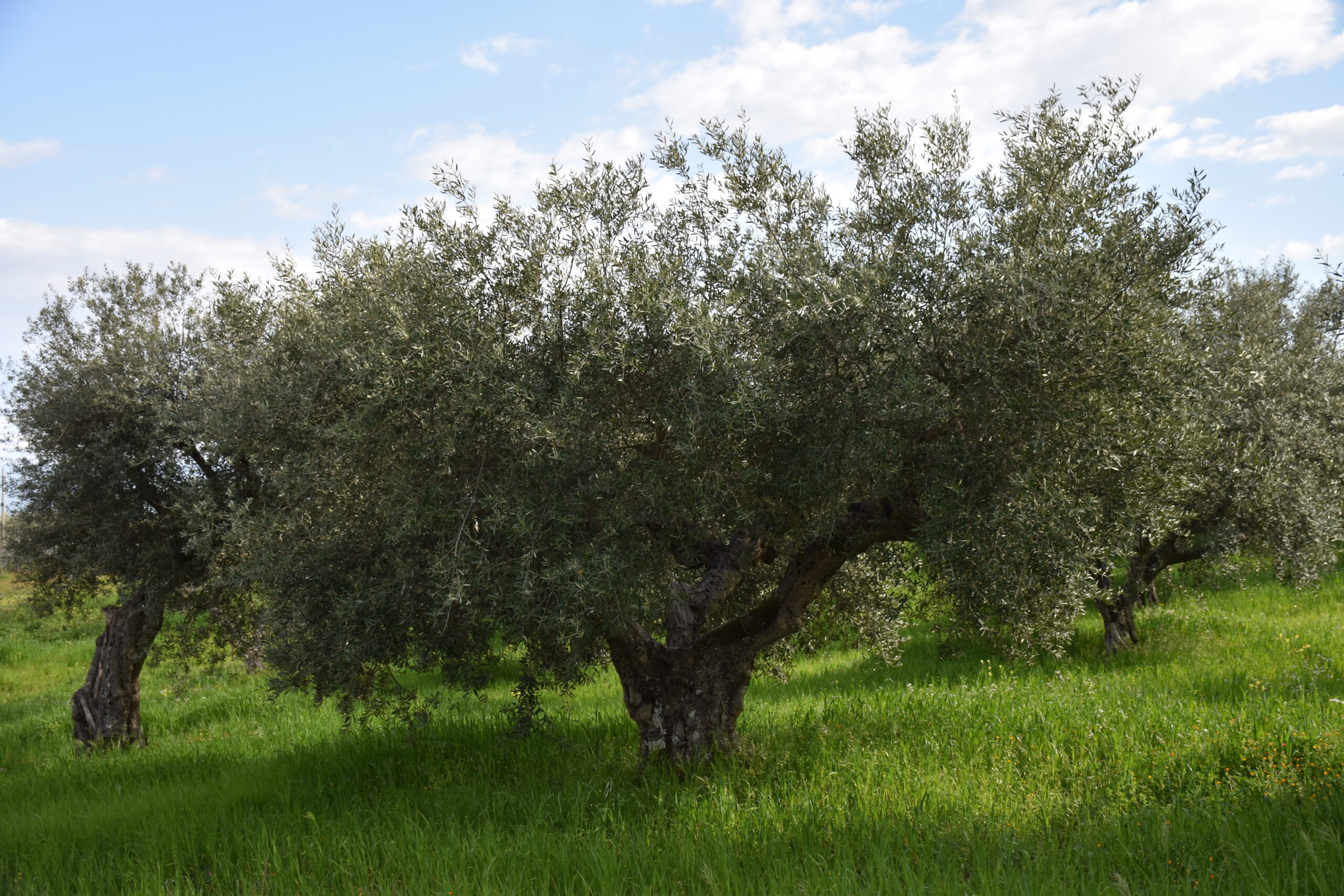 Uliveto_Azienda_Agricola_Forte